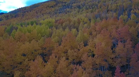 Fall Aspen Trees 3 Stock Footage 68449780