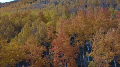 Fall Aspen Trees 4 Stock Footage 68449774