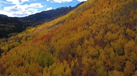 Fall Aspen Trees 5 Stock Footage 68449768