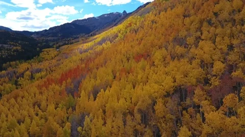 Fall Aspen Trees 6 Stock Footage 68449763
