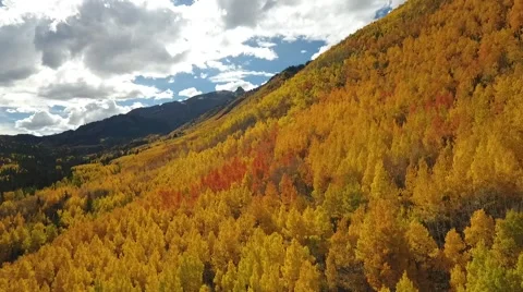 Fall Aspen Trees 9 Stock Footage 68449740