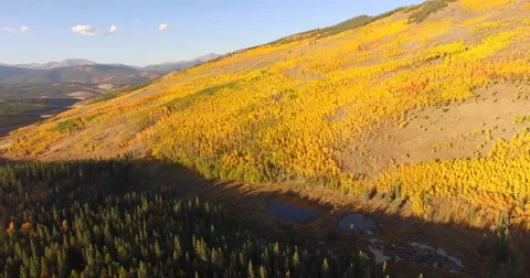 Fall Aspen Trees Change Colors Aerial Shot Stock Footage 55381931