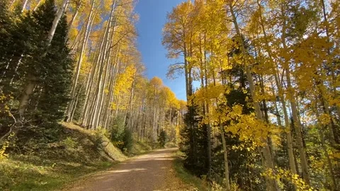 Fall aspen trees with leaves falling Stock Footage 171827093