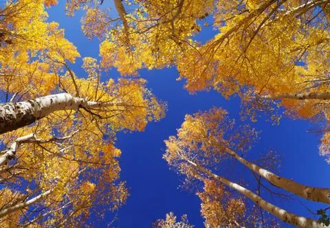 Fall aspen trees Foto stock