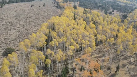 Fall aspens 2 Stock Footage 321155588