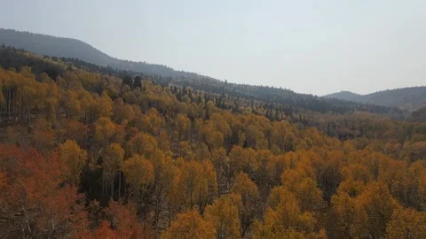 Fall aspens  Stock Footage 321155590