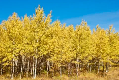 Fall aspens 스톡 사진