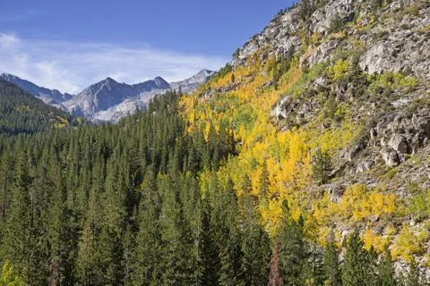 Fall Aspens Stock Photos