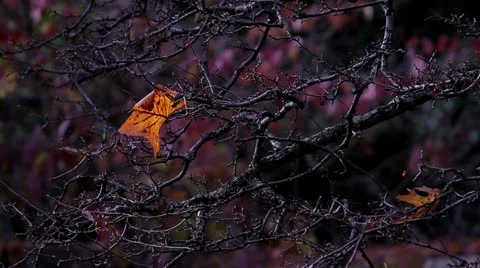 Fall / Autum Leaf on Branch Stock Footage 19599923