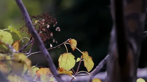 Fall / Autum Leaves on Branch Stock Footage 19606724