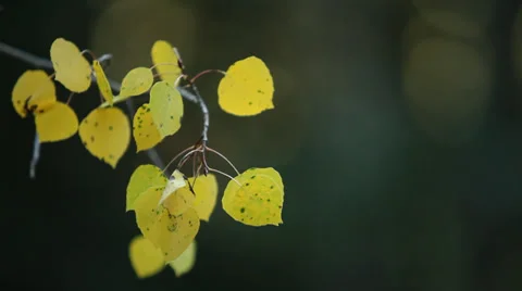 Fall Autumn Alpine Forest Leaves Changing Color Stock Footage 33688763