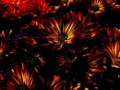 Fall autumn background decoration background floral pattern dark orange Foto stock