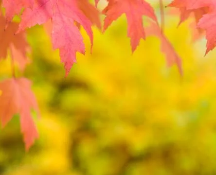 Fall autumn background Stock Photos