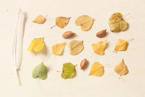 Fall. Autumn composition. with different leaves, nuts and feather Stock Photos