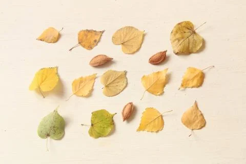 Fall. Autumn composition. with leaves Stock Photos
