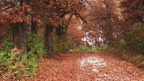 Fall Autumn Falling Leaves Stock Footage 208240793
