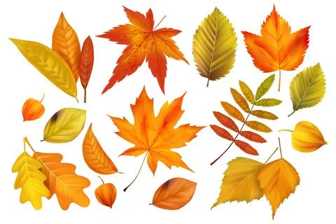 Fall autumn leaf. Background realistic elements. Vibrant maple icon. Textur.. 스톡 일러스트