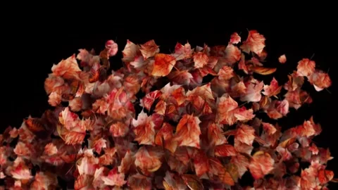 Fall Autumn Leaves Animated 4K UHD Overlay Footage for Video Editing Projects Stock Footage 344367628