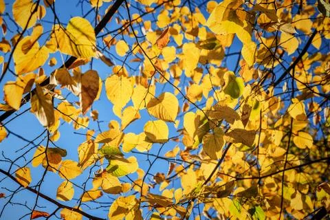 Fall, autumn, leaves background. A tree branch with autumn leaves Stock Photos