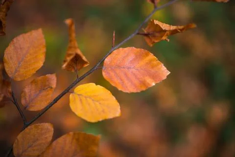 Fall, autumn, leaves background. A tree branch with autumn leaves of a beech on Stock Photos