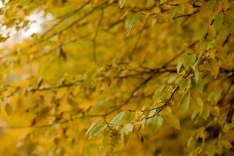 Fall, autumn, leaves background. A tree branch with autumn leaves on a blurre Stock Photos