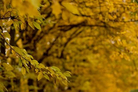 Fall, autumn, leaves background. A tree branch with autumn leaves on a blurre Stock Photos