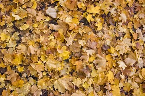 Fall Autumn Leaves Stock Photos