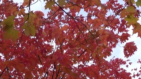 Fall Autumn Leaves &amp; Trees 스톡 동영상 42852390