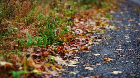 Fall Autumn scenic road with a puddle and leaves on the ground Видео 265273011