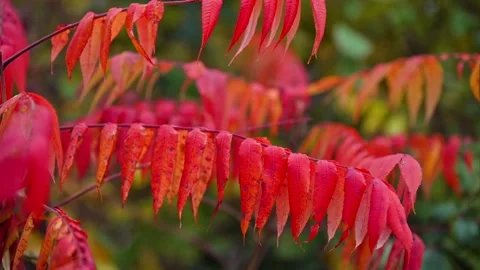 Fall Autumn scenic view with red and yellow trees. Видео 265295757