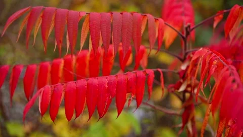 Fall Autumn scenic view with red and yellow trees. Stock Footage 265295766