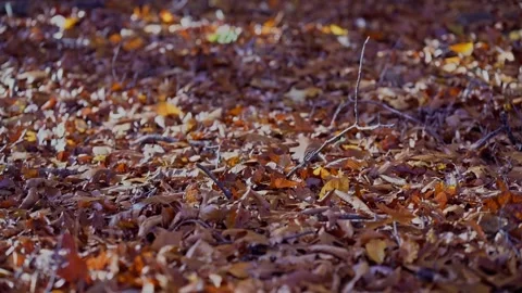 Fall Autumn scenic view with red and yellow trees. Stock Footage 265295779