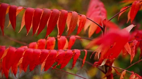 Fall Autumn scenic view with red and yellow trees. Stock Footage 265295811