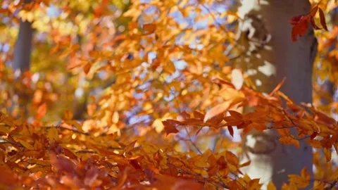Fall Autumn scenic view with red and yellow trees. Stock Footage 265295836