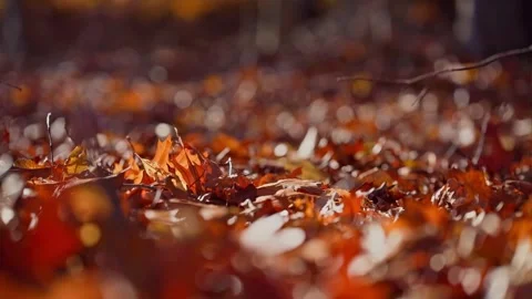 Fall Autumn scenic view with red and yellow trees. Stock Footage 265295837