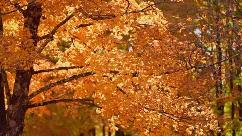 Fall Autumn scenic view with red and yellow trees. Stock Footage 265296016