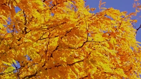 Fall Autumn scenic view with red and yellow trees. Stock Footage 265296065