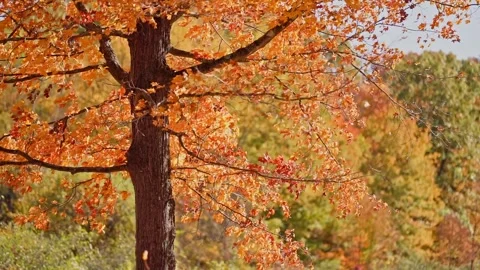 Fall Autumn scenic view with red and yellow trees. Stock Footage 265296358