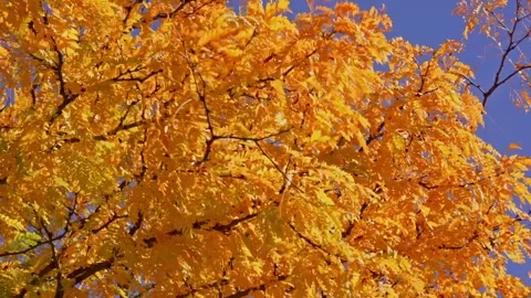Fall Autumn scenic view with red and yellow trees. Stock Footage 265296456