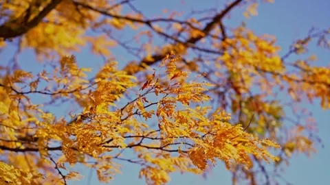 Fall Autumn scenic view with red and yellow trees. Stock Footage 265296457
