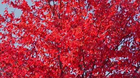 Fall Autumn scenic view with red trees. Видео 265296469