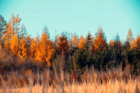 Fall autumn season with beautiful colored tree Stock Photos