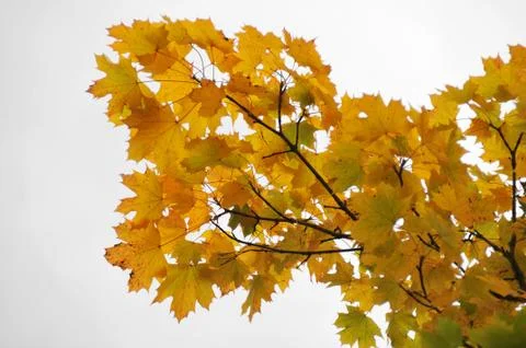 Fall autumn tree branches with orange leafs, isolated on white background Stock Photos