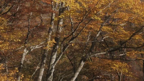 Fall autumn tree in forest Stock Footage 106327105
