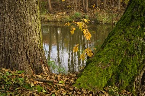 Fall autumn trees by the river. Stock Photos