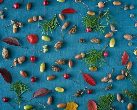 Fall background of berries, small wild apples, acorns and leaves on bright blue Stock Photos