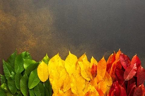 Fall background with cherries leaves Stock Photos