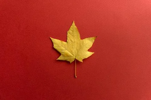 Fall background. Fall leaves on a red background Stock Photos