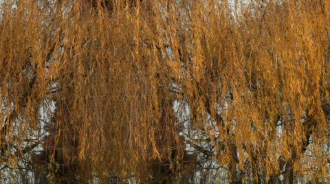 Fall Background Video stock 702347