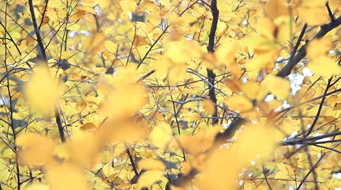 Fall Background Stock Footage 38277049